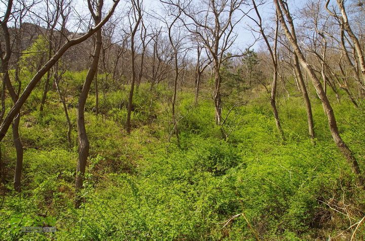 2014.04.05小珠山IMGP6517