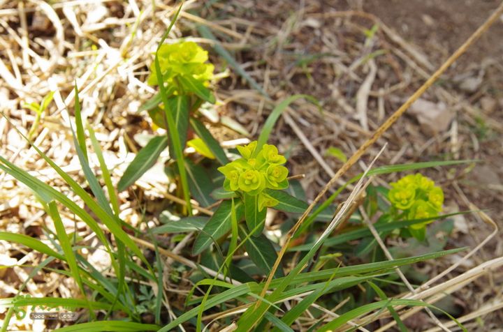 2014.04.05小珠山IMGP6522