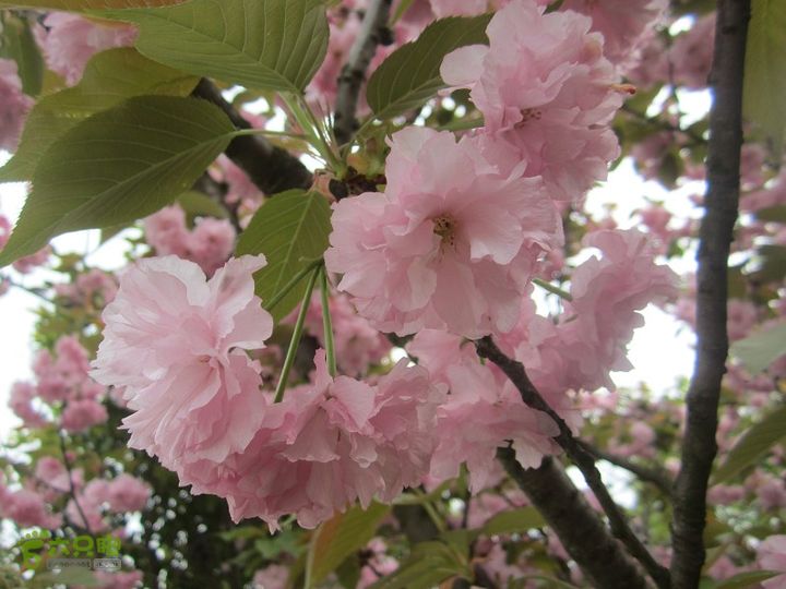 【囧】梅锡-一线天-五子洞桥-芝岭-岭墩-梅锡2014013 (50)