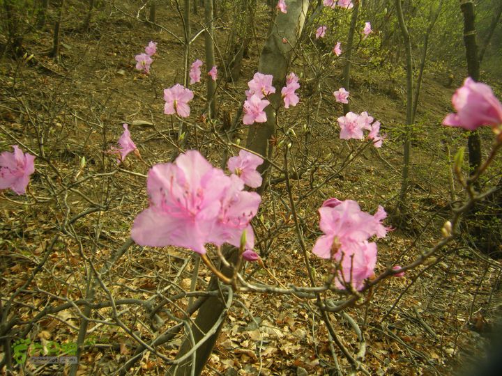 上虎叫—马蹄湾村—五座山—庙上村DSCF0177