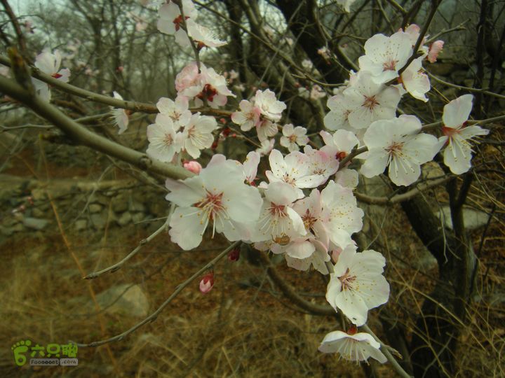 上虎叫—马蹄湾村—五座山—庙上村DSCF0195