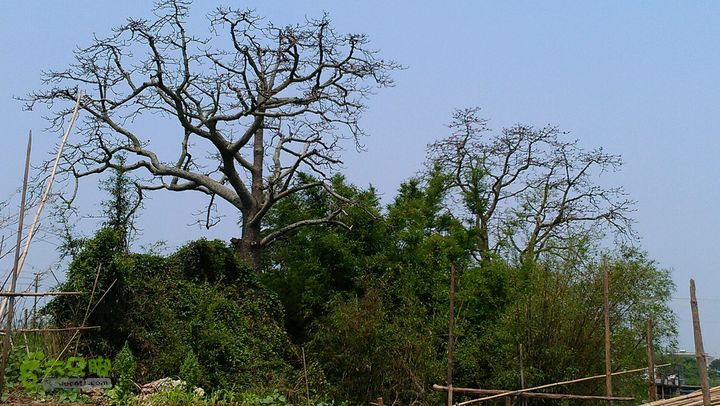 灯笼纱徒步(灯笼路口-竹排村)2014-04-13 11:25:15