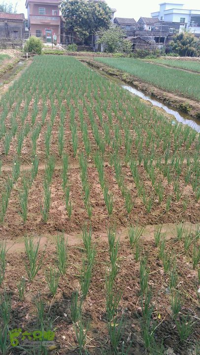 灯笼纱徒步(灯笼路口-竹排村)2014-04-13 12:16:25