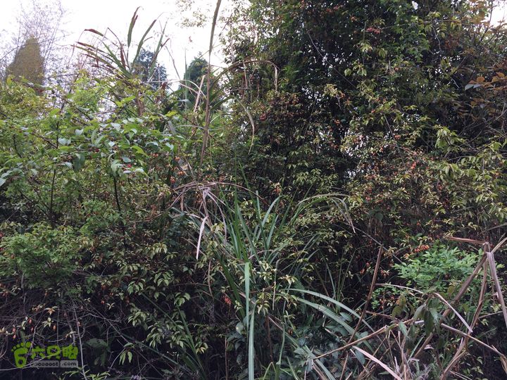 大洋乡崇兴村往返斗湖天池IMG_0881