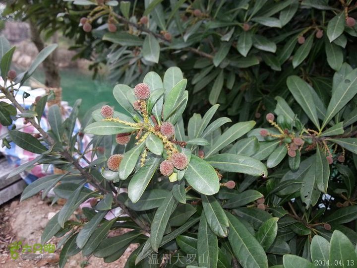 温州大罗山一日精典线据说温州最好的杨梅就是大罗山上产的