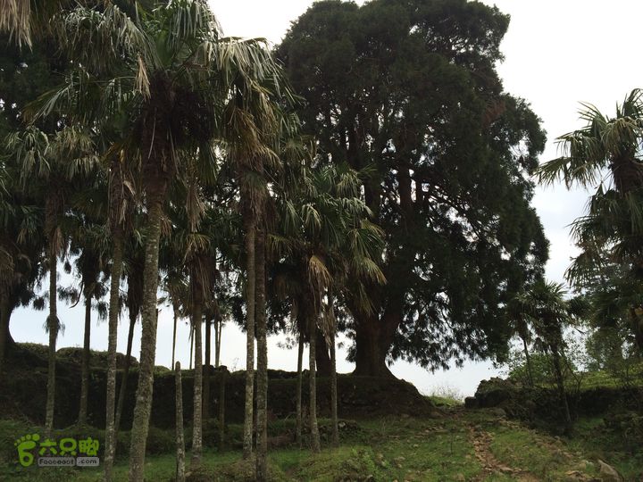 大洋乡崇兴村往返斗湖天池IMG_0904