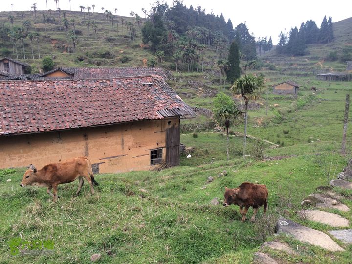 大洋乡崇兴村往返斗湖天池IMG_0905