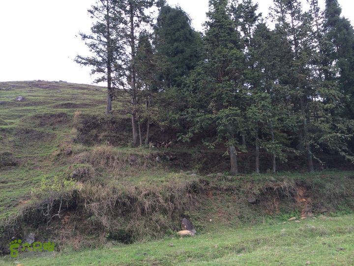 大洋乡崇兴村往返斗湖天池IMG_0908