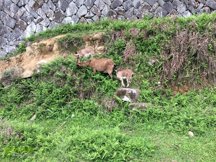 大洋乡崇兴村往返斗湖天池IMG_0923