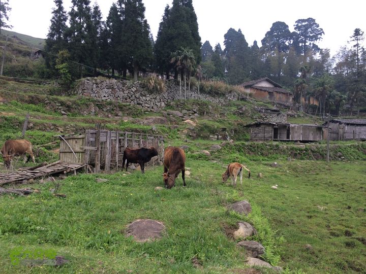 大洋乡崇兴村往返斗湖天池IMG_0924