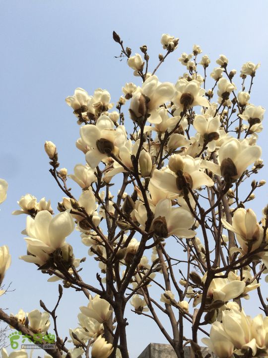 千山：青蛇岭.五佛顶.天外天.环穿 庙尔台的路边花朵