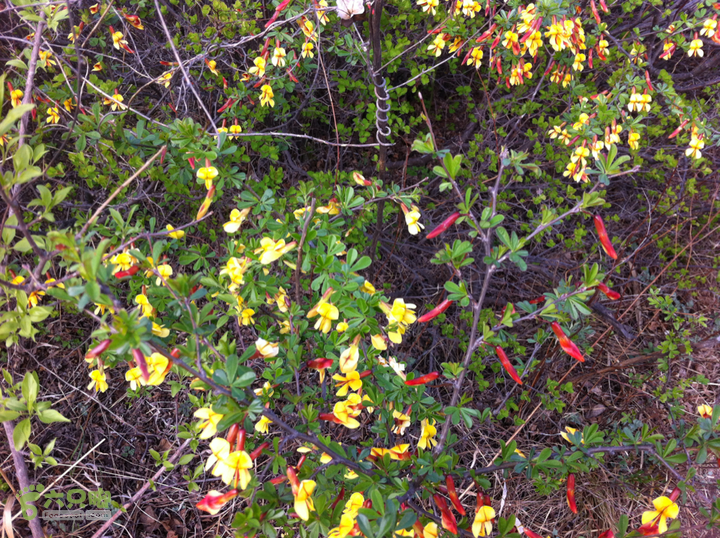 海淀屋脊踏青-三峰连穿山花