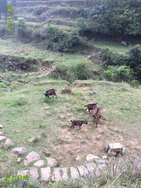 大洋乡崇兴村往返斗湖天池gallery.1397487172811