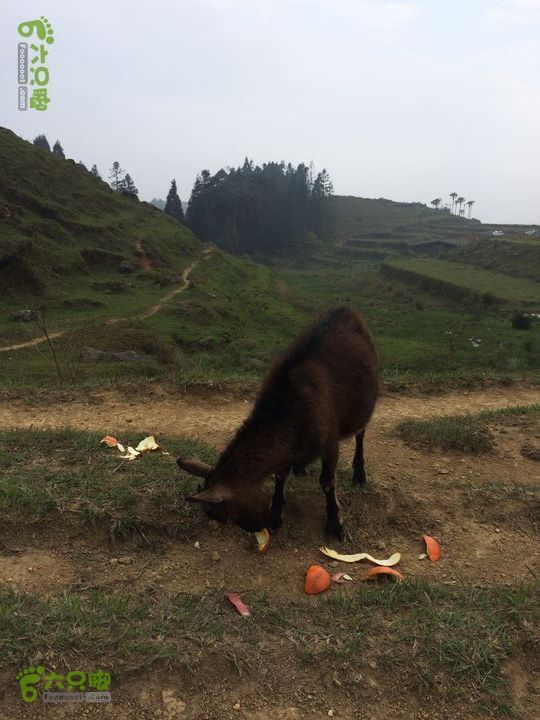 大洋乡崇兴村往返斗湖天池gallery.1397487059507