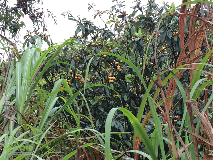 森林公园--升山寺下探路至动物园穿越2014-04-26 11:58:02