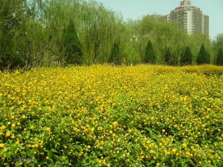 世界公园—大葆台西汉墓—花乡—黄土岗—公益西桥DSCF0085