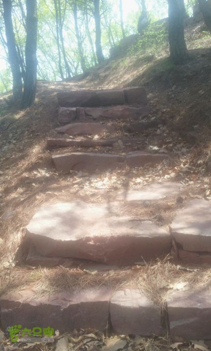 板山松树林中的小路