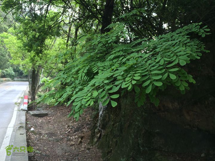 汤斜古道-大北岭-状元岭-贡院岭-泉头古道-杨廷水库圈越IMG_1523