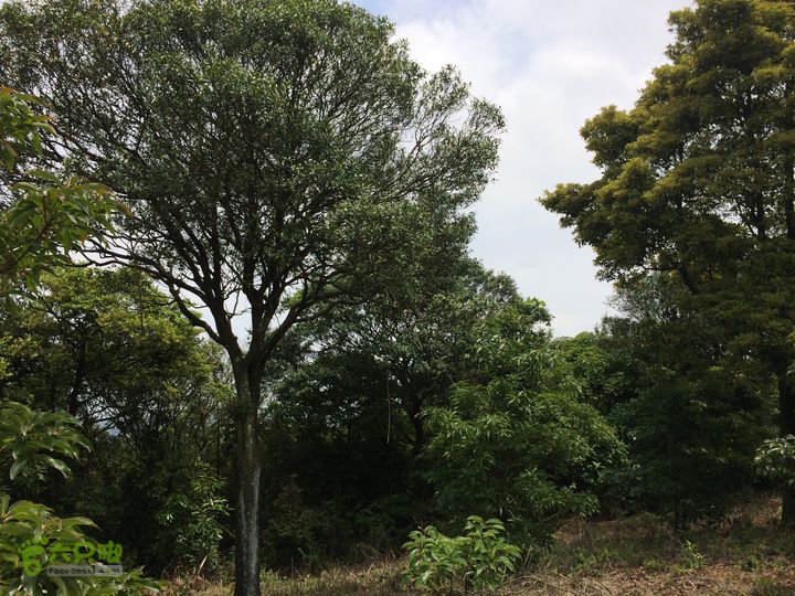 汤斜古道-大北岭-状元岭-贡院岭-泉头古道-杨廷水库圈越IMG_1571