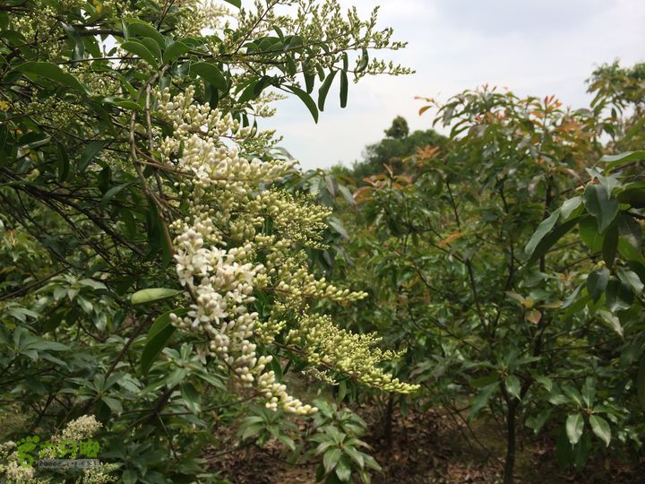 汤斜古道-大北岭-状元岭-贡院岭-泉头古道-杨廷水库圈越IMG_1573