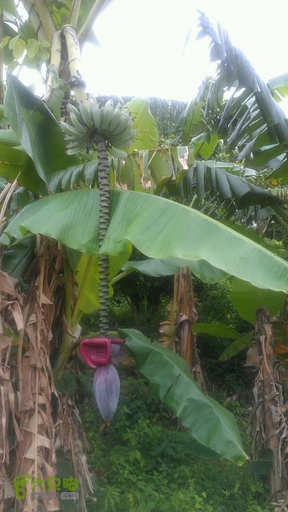 保税区～蛇地坑水库～石盘头水库～广生徒步2014-05-02 11:46:01