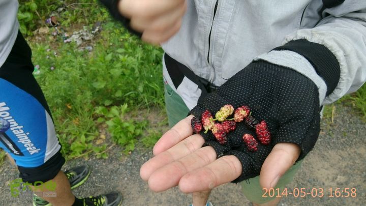 黄尾镇到合肥路边桑椹