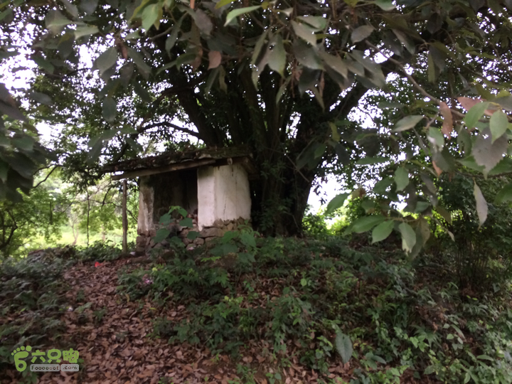 赤鲤村口观音亭--头梳山--火焰石山--金瓜石--观音桥圈越2014-05-10 16:45:56