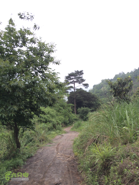 赤鲤村口观音亭--头梳山--火焰石山--金瓜石--观音桥圈越2014-05-10 16:44:36