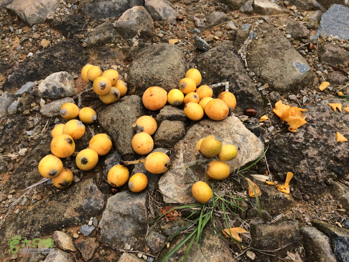 西庄小区站-升山寺-叶洋村-岭头-森林公园-赤桥村圈越2014-05-11 10:07:35