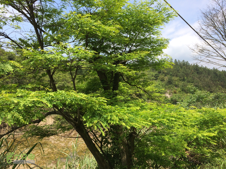 西庄小区站-升山寺-叶洋村-岭头-森林公园-赤桥村圈越2014-05-11 11:20:41