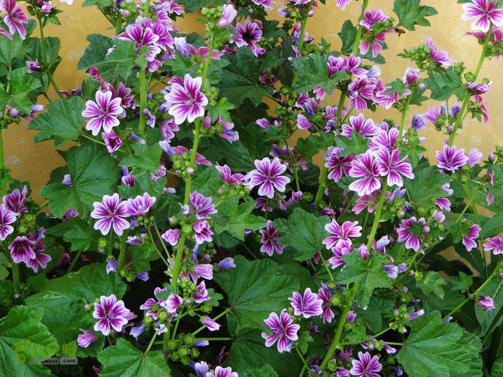 西桐古玉皇山天坑宋家村nEO_IMG_DSC02439