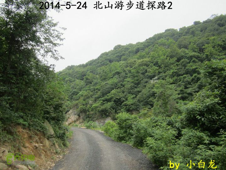 【白龙】北山游步道探路2（留车古道下竹林野路上）2014018 (22)这段是柏油路