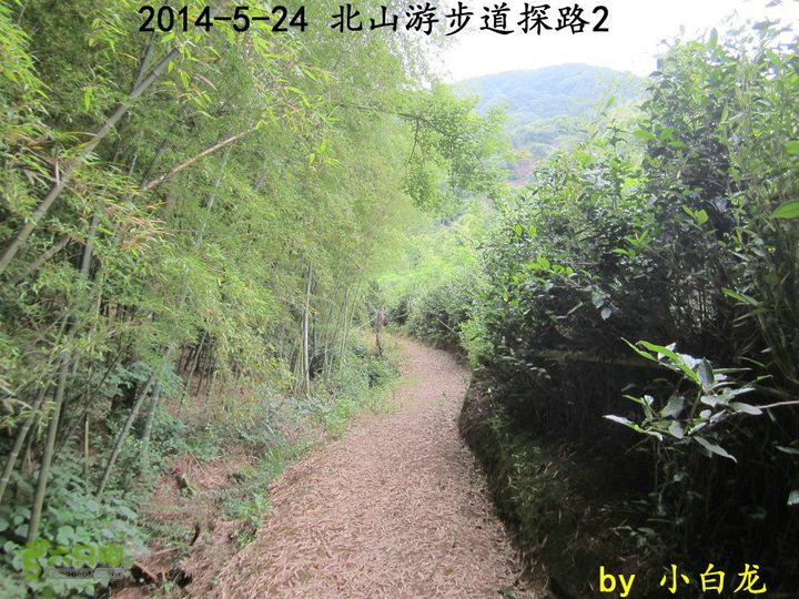 【白龙】北山游步道探路2（留车古道下竹林野路上）2014018 (24)右边茶园左边竹林