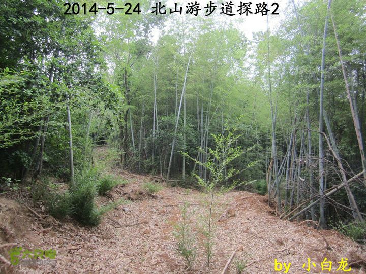 【白龙】北山游步道探路2（留车古道下竹林野路上）2014018 (25)竹林里面的机耕路