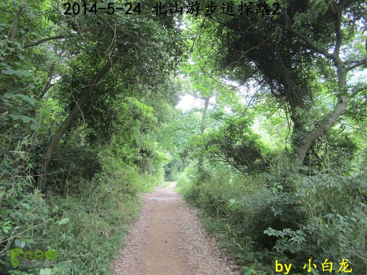 【白龙】北山游步道探路2（留车古道下竹林野路上）2014018 (26)机耕路通往竹林和杨梅林
