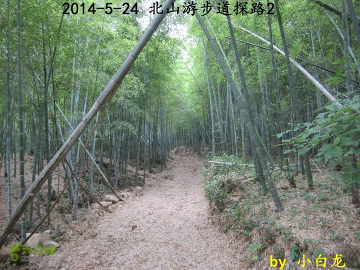【白龙】北山游步道探路2（留车古道下竹林野路上）2014018 (27)竹林内的机耕路