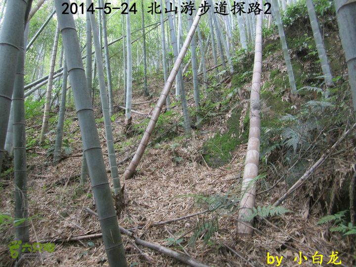 【白龙】北山游步道探路2（留车古道下竹林野路上）2014018 (28)竹林路况