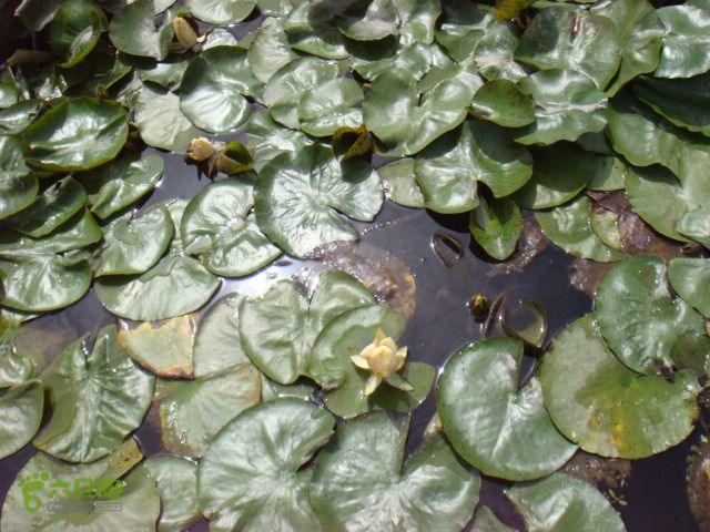 细岭-算坑-北山-小皎DSC08726