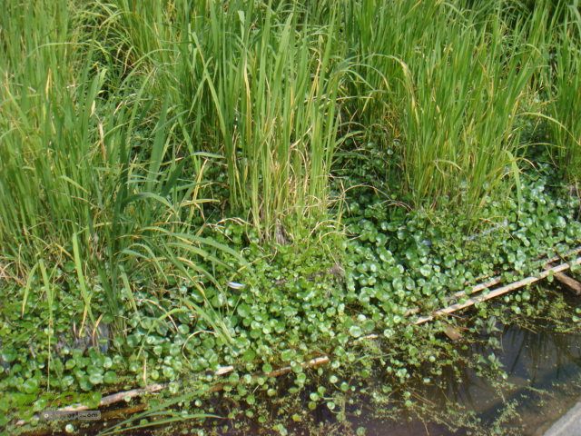 细岭-算坑-北山-小皎DSC08727