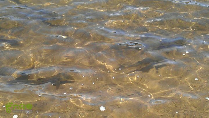 重装反穿年宝玉则(第一天)下文错-湖里随意可见成群的冷水鱼