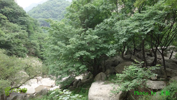 七峪沟-大河面-韭菜崖古树成林
