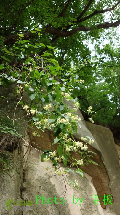 七峪沟-大河面-韭菜崖不知名的花，很香