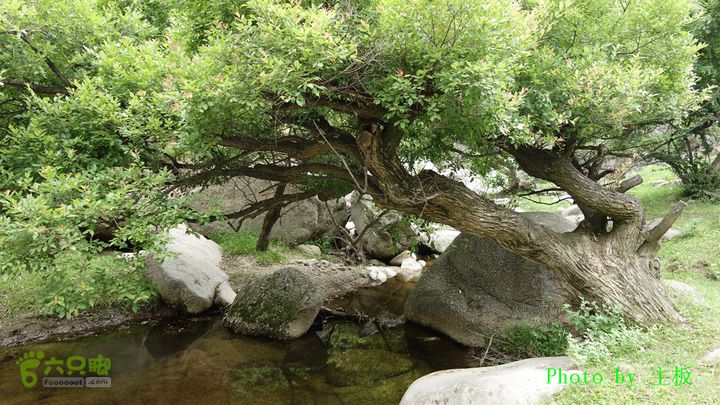 七峪沟-大河面-韭菜崖很多古柳树