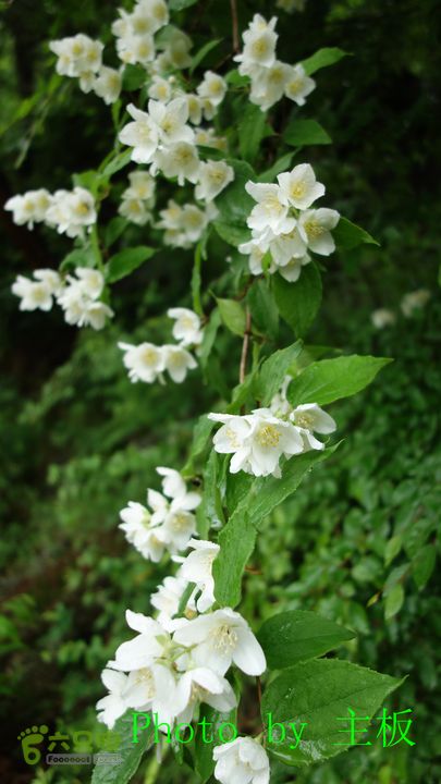 七峪沟-大河面-韭菜崖DSC04202