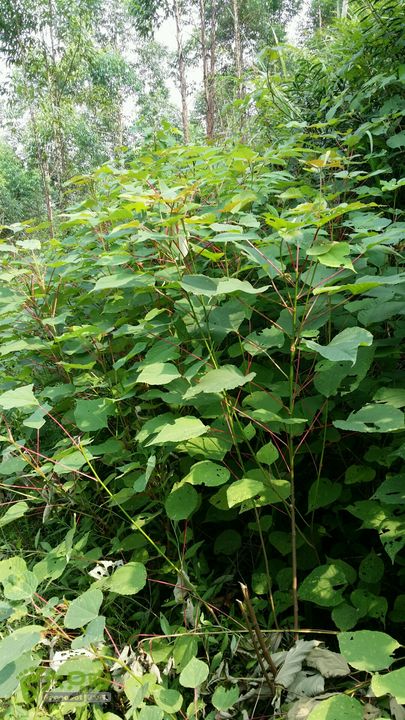 古兜山 水线 two2014-06-14 15:10:44