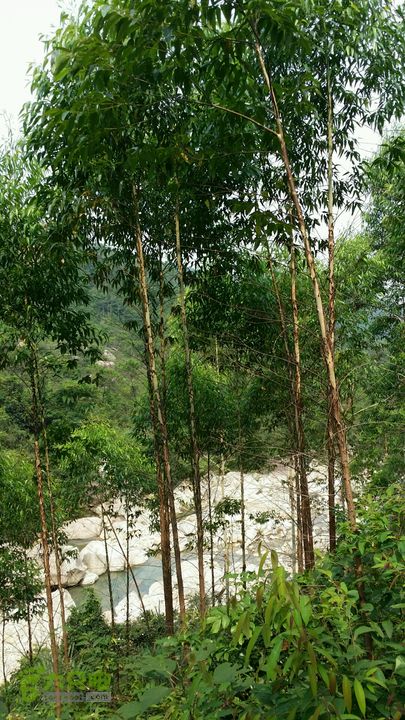 古兜山 水线 two2014-06-14 15:10:56