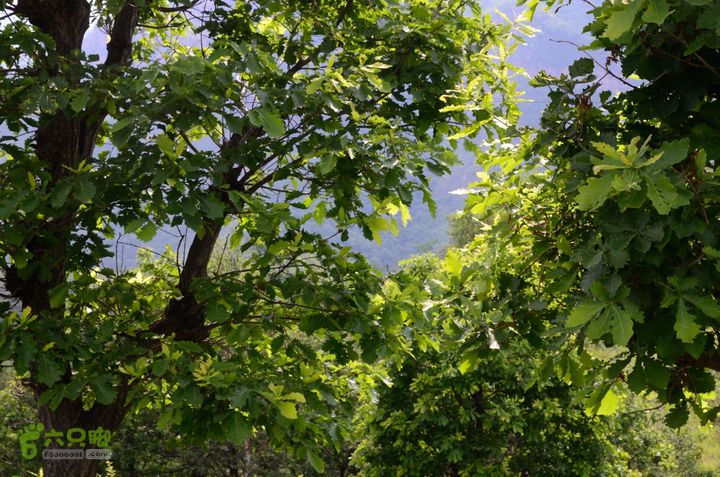 2014-06-14 塔尔寺村-北灵-柏峪20140614-154315