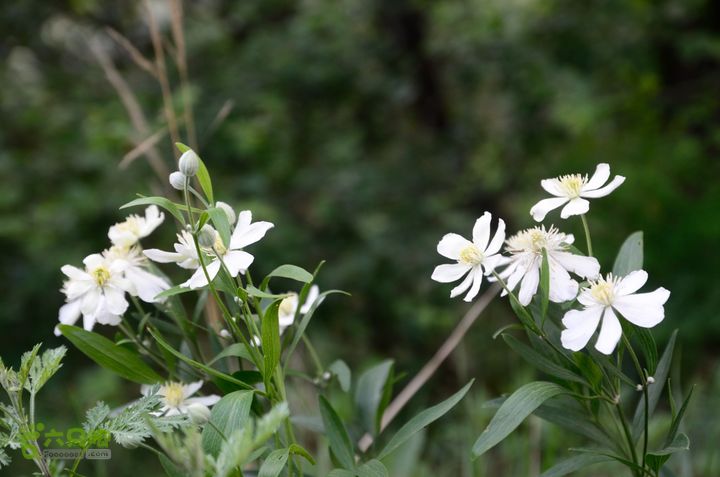 2014-06-14 塔尔寺村-北灵-柏峪20140614-165730