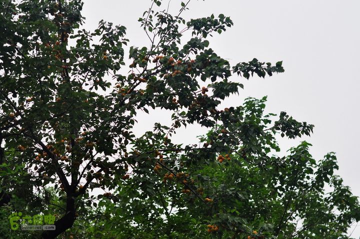 黄连村-蝙蝠洞-胡林古村DSC_0039