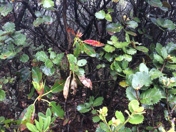 玉龙雪山_雪嵩村(玉湖村)_流沙坡_雪山大峡谷_扇子陡IMG_3025